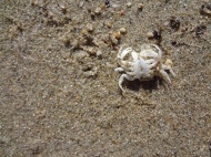 Autummer mini-crabs in Sardinia